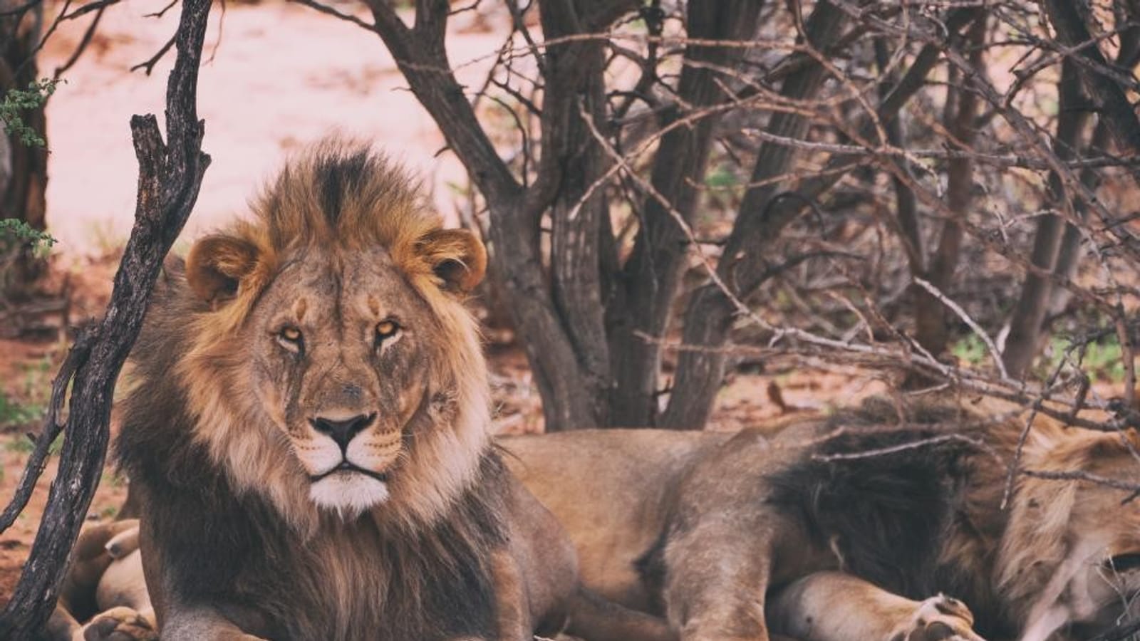 A lion resting in the big cat habitat at Jacob's Zoo
